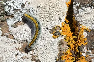 Trifolii: Grass Eggar Moth Caterpillar - on Lichen