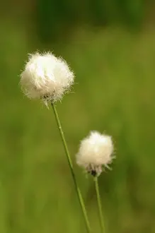 Eriophorum: Grass