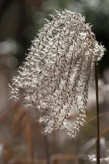 Porcupine: Grass, Eulalia, Miscanthus sinensis Gracillimus