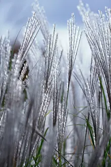 Kleine: Grass, Eulalia, Miscanthus sinensis Kleine Silberspinne