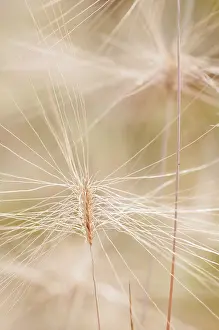 Pennisetum: Grass, Feathertop grass, Pennisetum villosum, Long