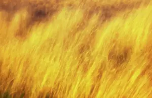 Festuca: Grass