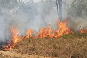 Wildfire: Grass Fire