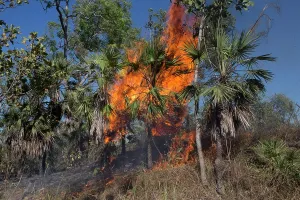 Fires: Grass fire Peppimenarti Community Northern Territory