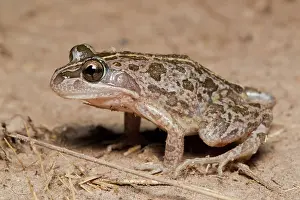 Tasmaniensis: Grass Frog
