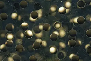 Puddle: Grass Frog eggs (Rana dalmatina) in a pond, Prairies