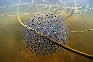 Sticking: Grass Frog eggs (Rana dalmatina) in a pond, Prairies