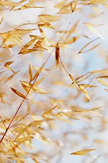 Gigantea: Grass, Golden Oats, Stipa gigantea, Empty flower