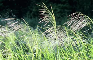 Brome: Grass