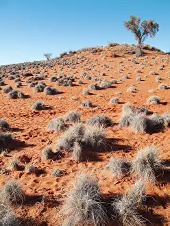 Landsape: Grass-grown red Kalahari dune east of the town of Gochas