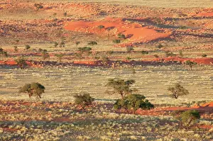 Acacias: Grass-grown sand dunes and Camelthorn Trees (Acacia