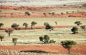 Acacias: Grass-grown sand dunes and Camelthorn Trees (Acacia
