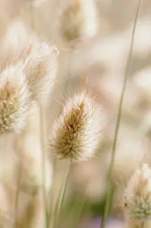 Ovatus: Grass, Hares tail grass, Lagurus ovatus, Close
