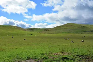 Landforms: Grass land sheep - North Island New Zealand