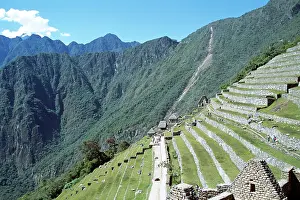 Machu: Grass