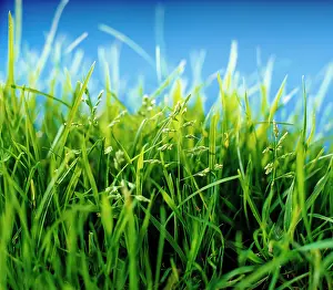 Lilium: Grass, Low close view of lawn or meadow against