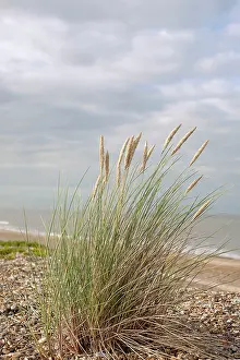 Rhizome: Grass, Marram grass, Ammophila arenaria, Flowering