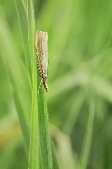 Crambidae: Grass Moth