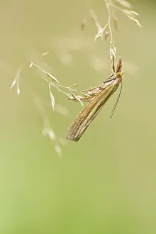 Crambidae: Grass Moth