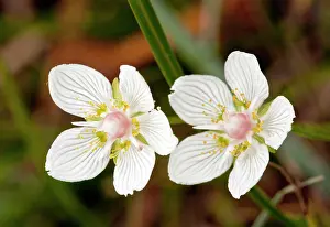 Parnassus: Grass-of-Parnassus - in flower - autumn - Marshy grassland