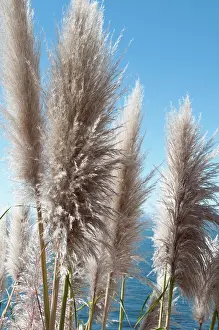 Cortaderia: Grass