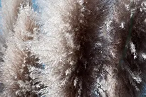 Cortaderia: Grass
