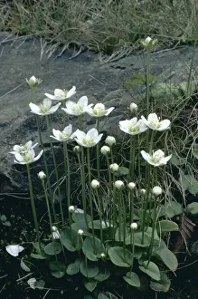Parnassus: GRASS OF PARNASSUS
