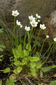 Parnassus: Grass of Parnassus in flower