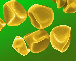 Granule: Grass Pollen