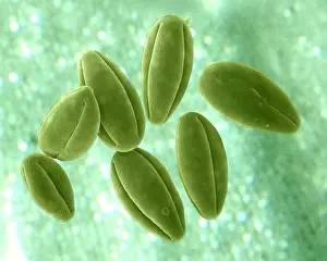 Granule: Grass Pollen