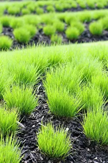 Molinia: Grass, Purple Moor Grass, Molinia caerulea Heidebraut, Tuf