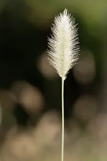 Thunbergii: Grass, Red buttons fountain grass, Pennisetum Thunbergii