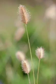 Thunbergii: Grass, Red buttons fountain grass, Pennisetum Thunbergii