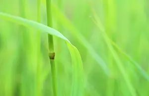 Festuca: Grass