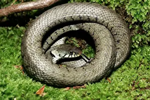 Coils: Grass / Ringed snake