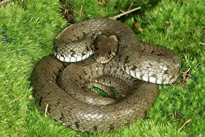 Natrix: Grass / Ringed snake