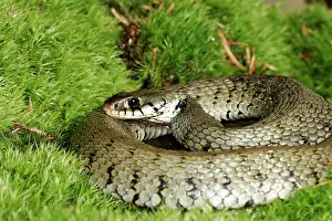 Natrix: Grass / Ringed snake