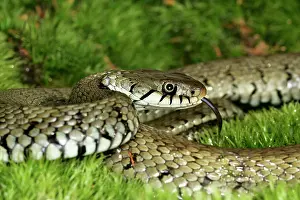 Natrix: Grass / Ringed snake