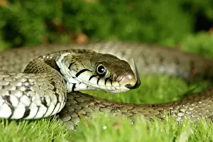 Natrix: Grass / Ringed snake