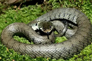 Natrix: Grass / Ringed snake