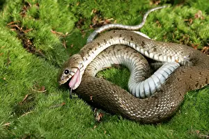 Natrix: Grass / Ringed snake - feigning death