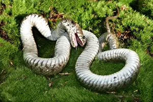Natrix: Grass / Ringed snake - feigning death