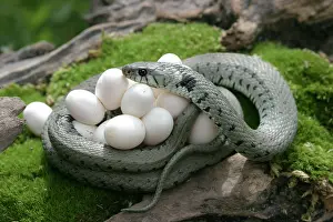 Natrix: Grass / Ringed Snake - protecting eggs