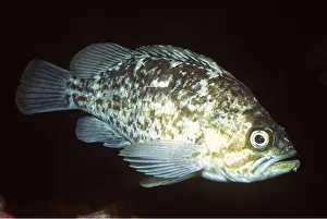 Rockfish: GRASS ROCKFISH - WHOLE BODY