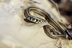Natrix: Grass Snake