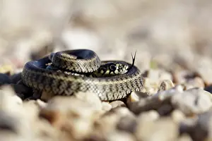 Natrix: Grass Snake