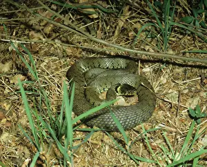 Natrix: Grass snake