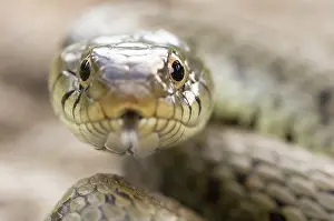 Natrix: Grass Snake