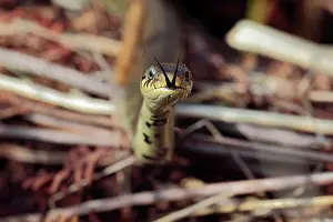 Natrix: Grass Snake