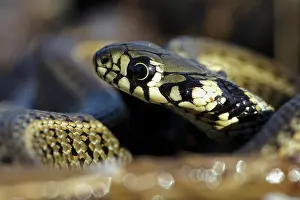 Natrix: Grass Snake